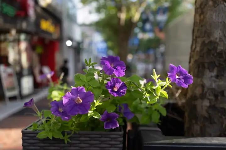 馬車道の花壇